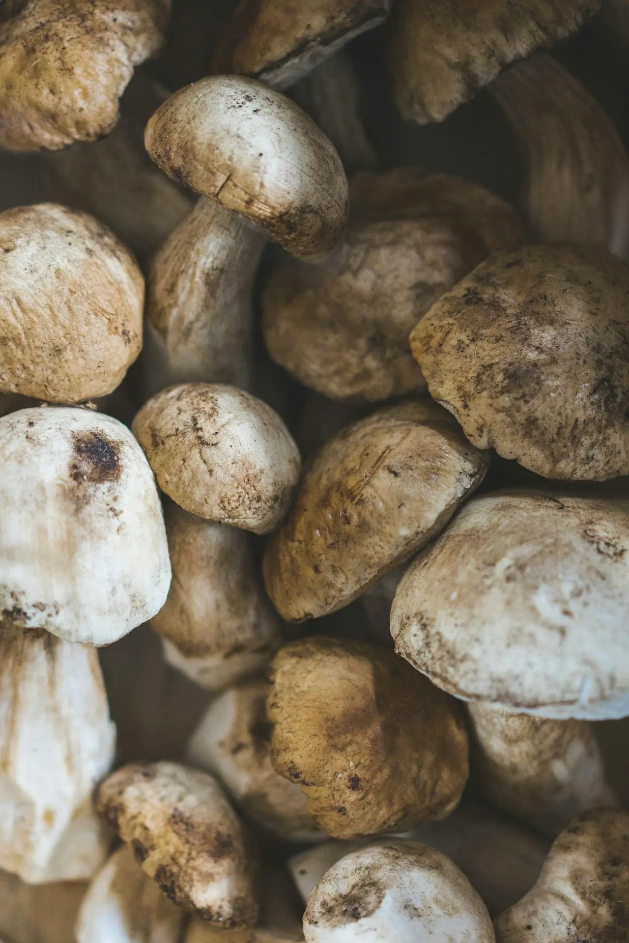 brown and white round stones