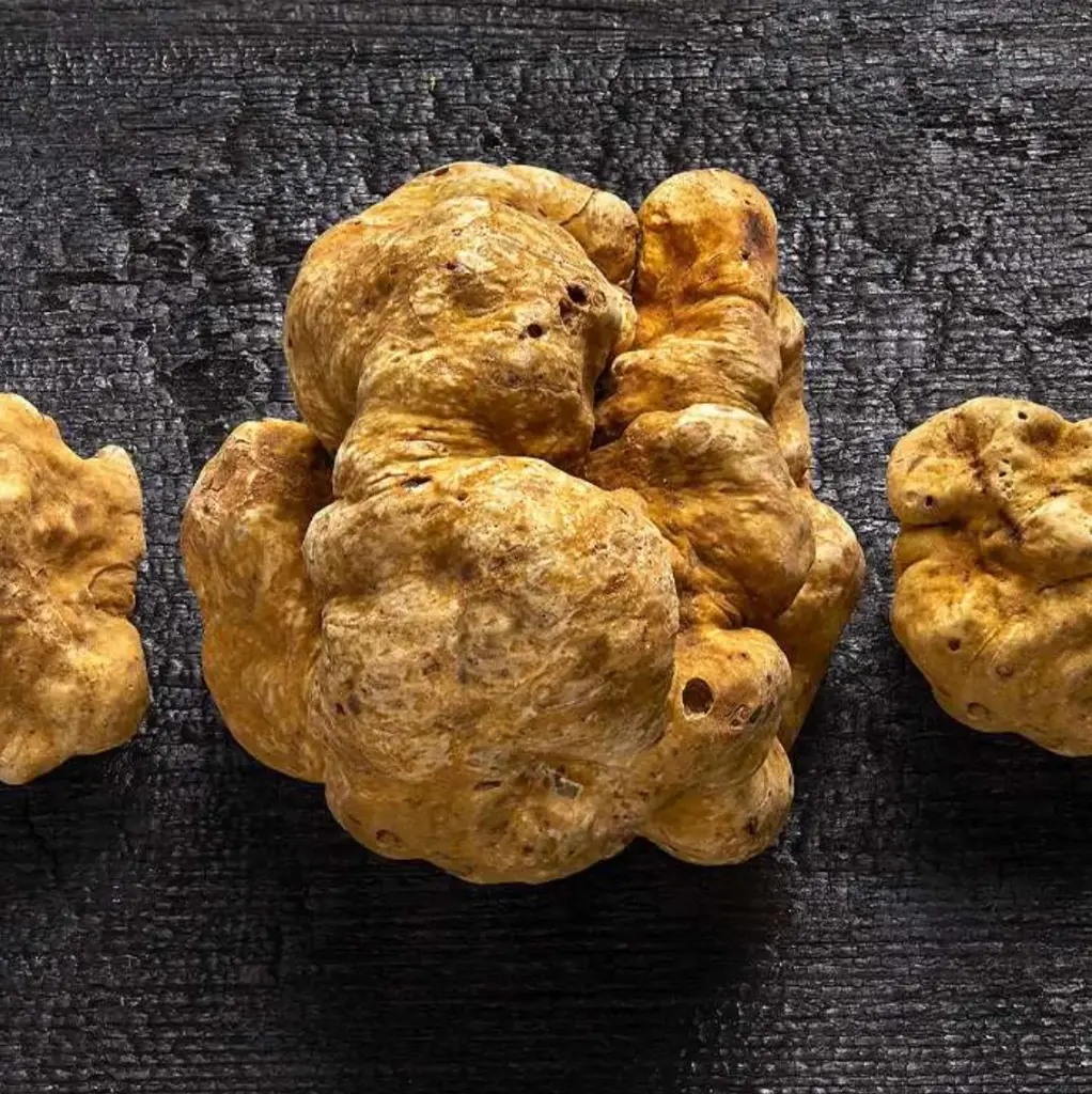 TUBER MAGNATUM PICO (Cal 40—80g), Truffe Blanche — Italie