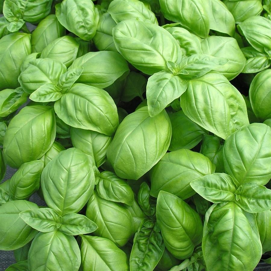 Basilic frais