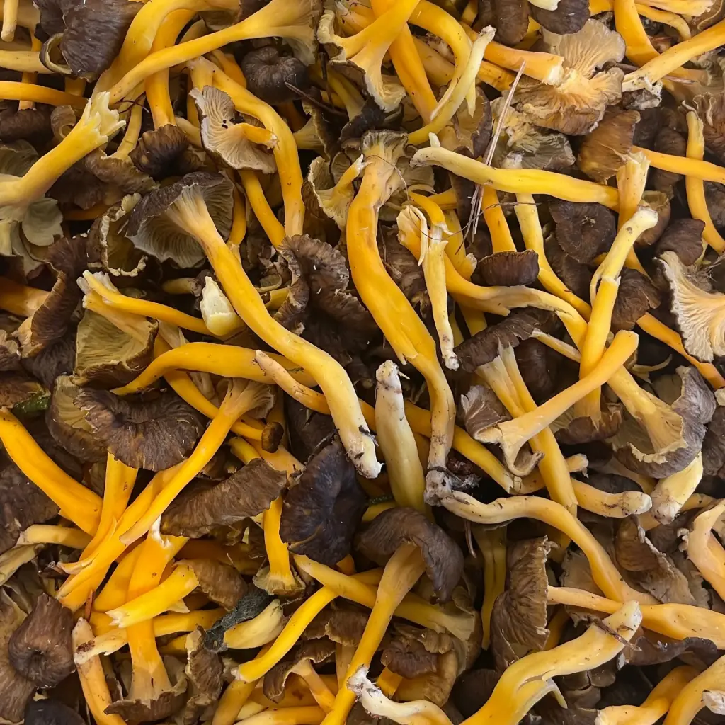 CHANTERELLE JAUNE — France