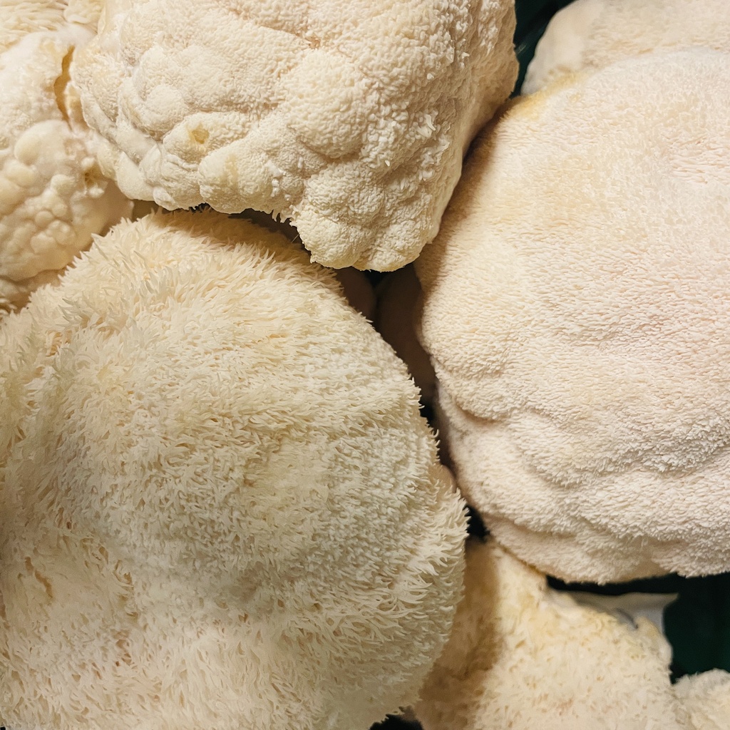 CRINIERE DE LION bio — Pleunis Kurt, Kinrooi, Limburg