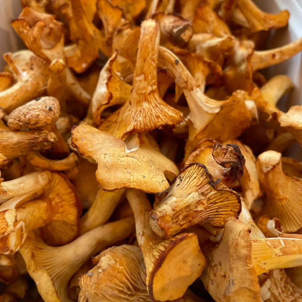 GIROLLE Sauvage — France