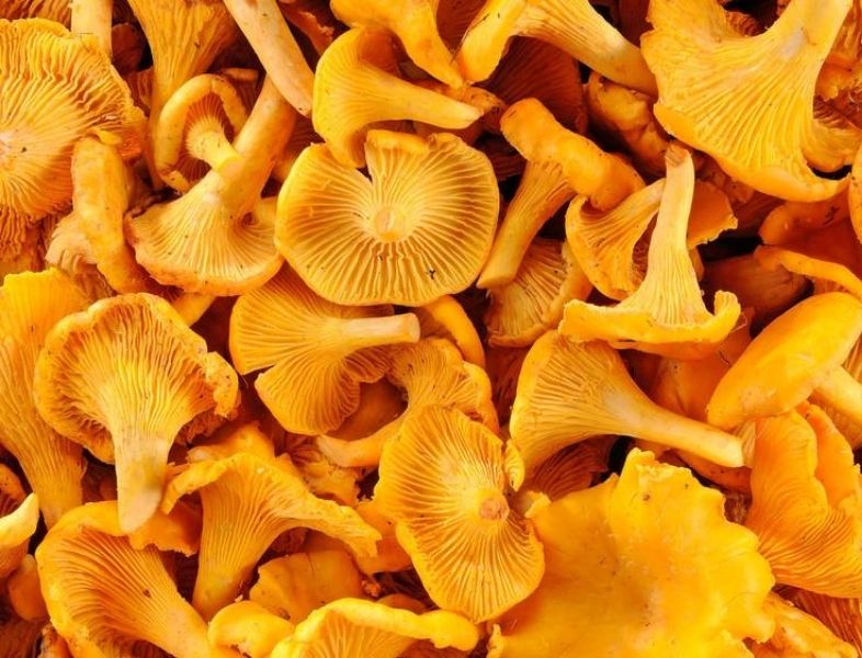 Girolle - France