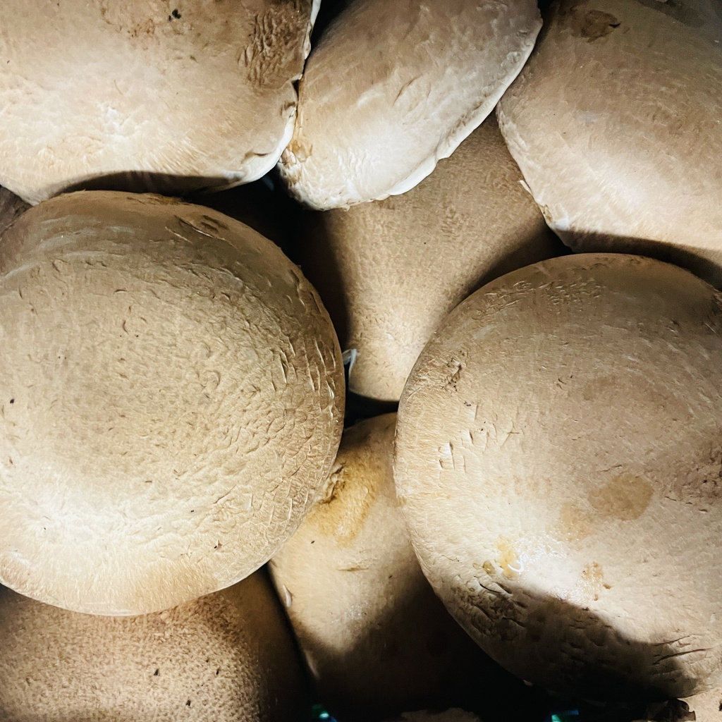 PORTOBELLO — Pologne