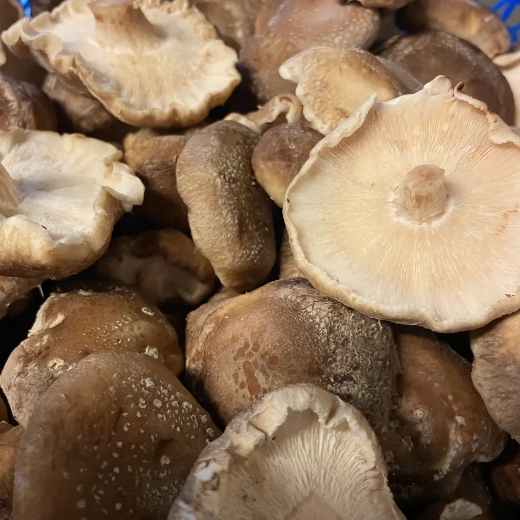 SHIITAKE — Champignon De Bruxelles, Anderelcht