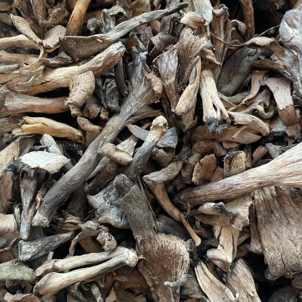 TROMPETTE DE LA MORT — Import