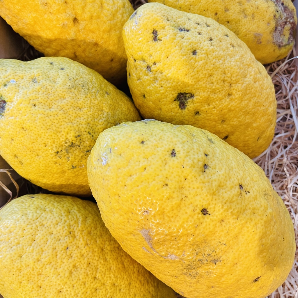 CEDRAT bio — Rete in Campagna, Scordia, Sicile