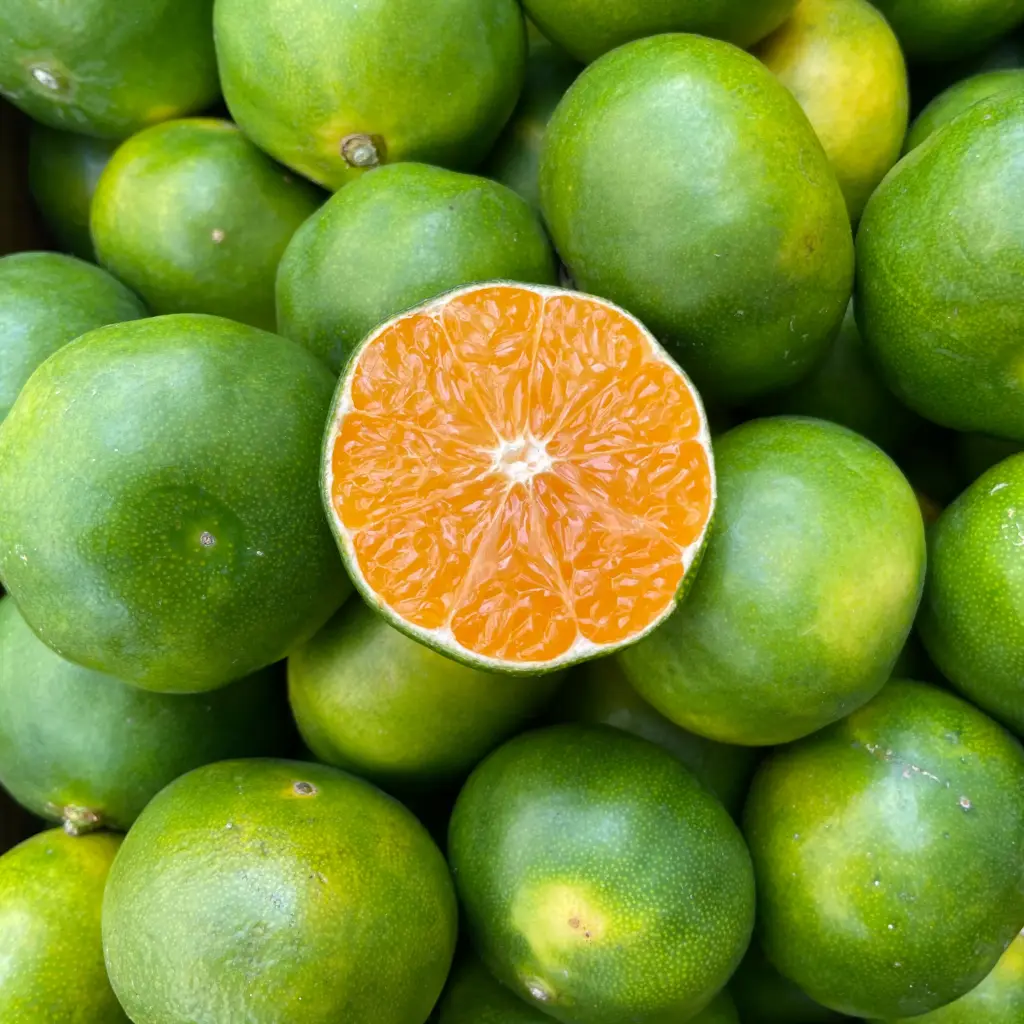 MANDARINE SATSUMA bio — Rete in Campagna, Scordia, Sicile