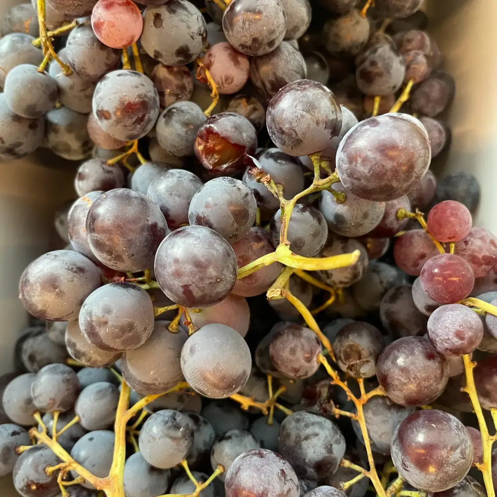RAISINS MUSCAT DE HAMBOURG bio — Le Goût à Ventoux