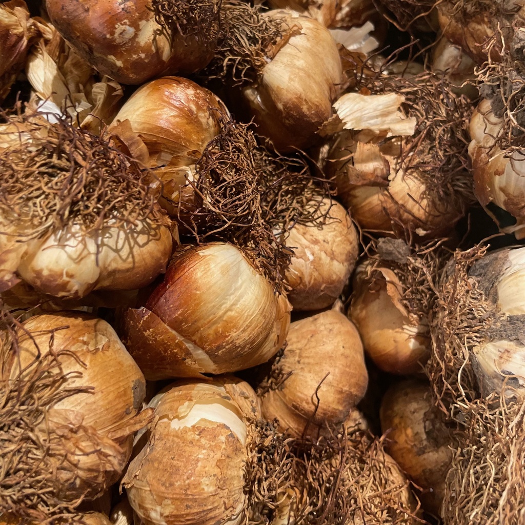 Ail fumé