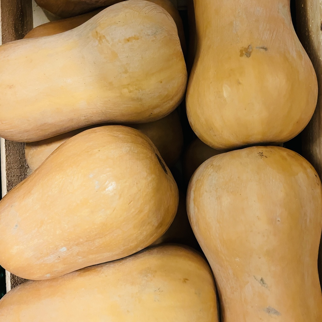 COURGE BUTTERNUT Bio — Jarno Claeys, Pittem