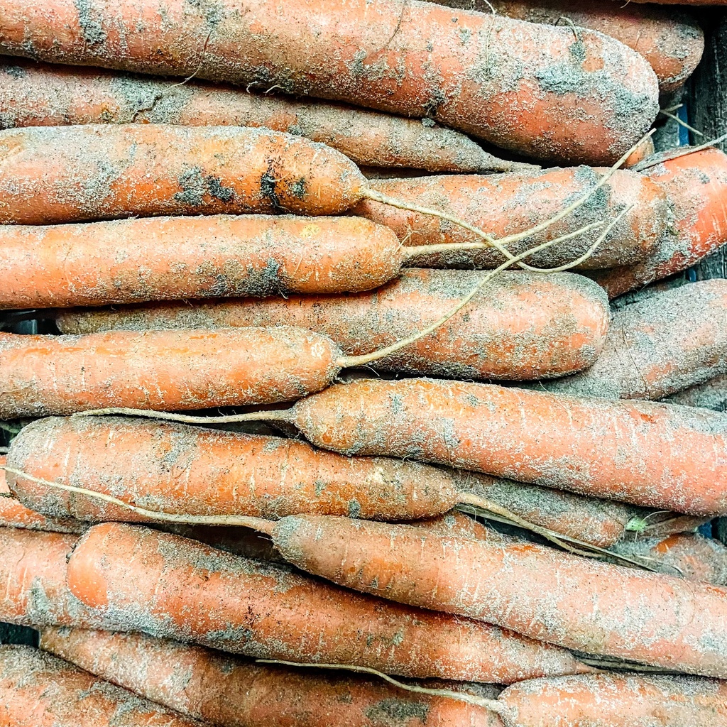 CAROTTE DES SABLES — Pol & Léon, Cléder, Bretagne
