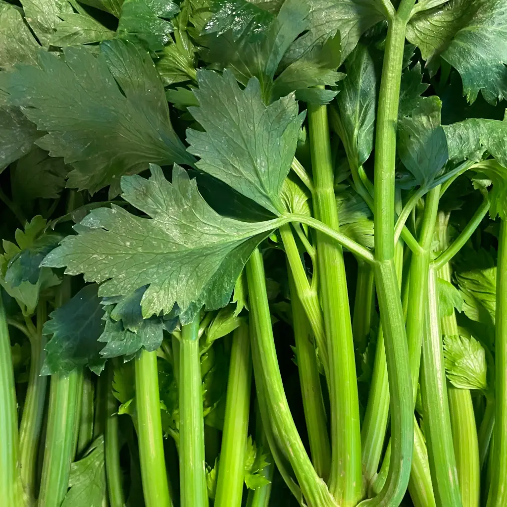 CELERI VERT BRANCHE /PCE — Clamen, Chateaurenard