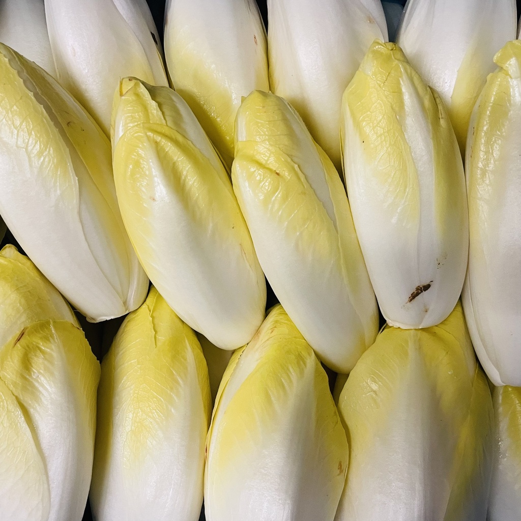 CHICON Pleine Terre — France