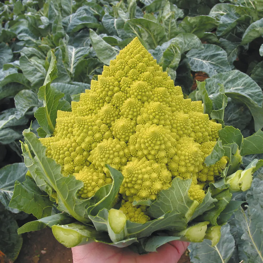 CHOU ROMANESCO /PCE — La Légumière, Cléder, Bretagne