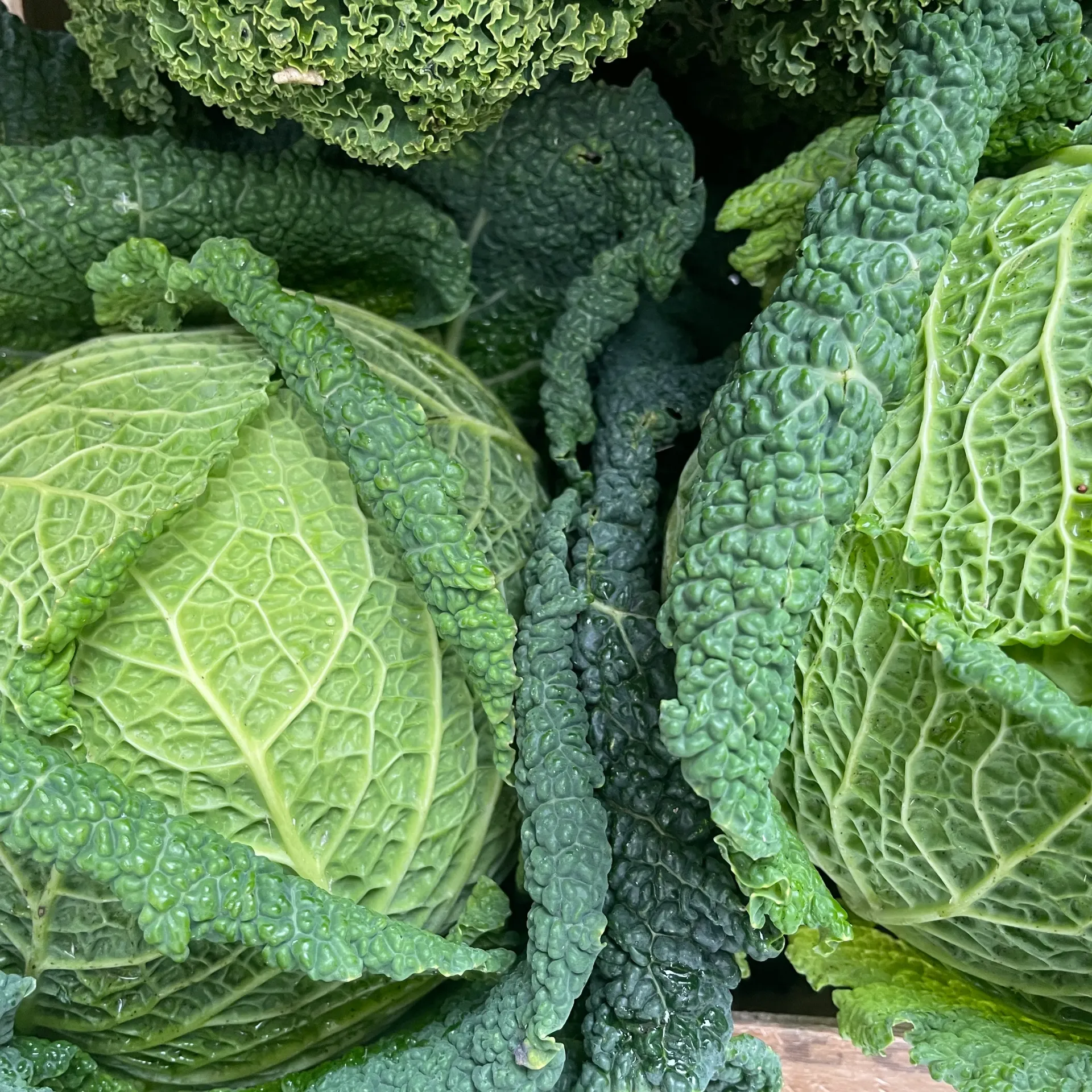 CHOU VERT SAVOIE bio /PCE — Kristof Moyaert, Poperinge, West—Vlaanderen