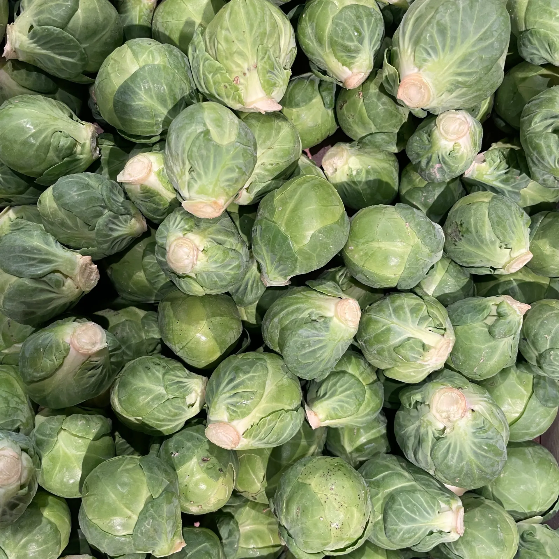 CHOUX DE BRUXELLES — Provence
