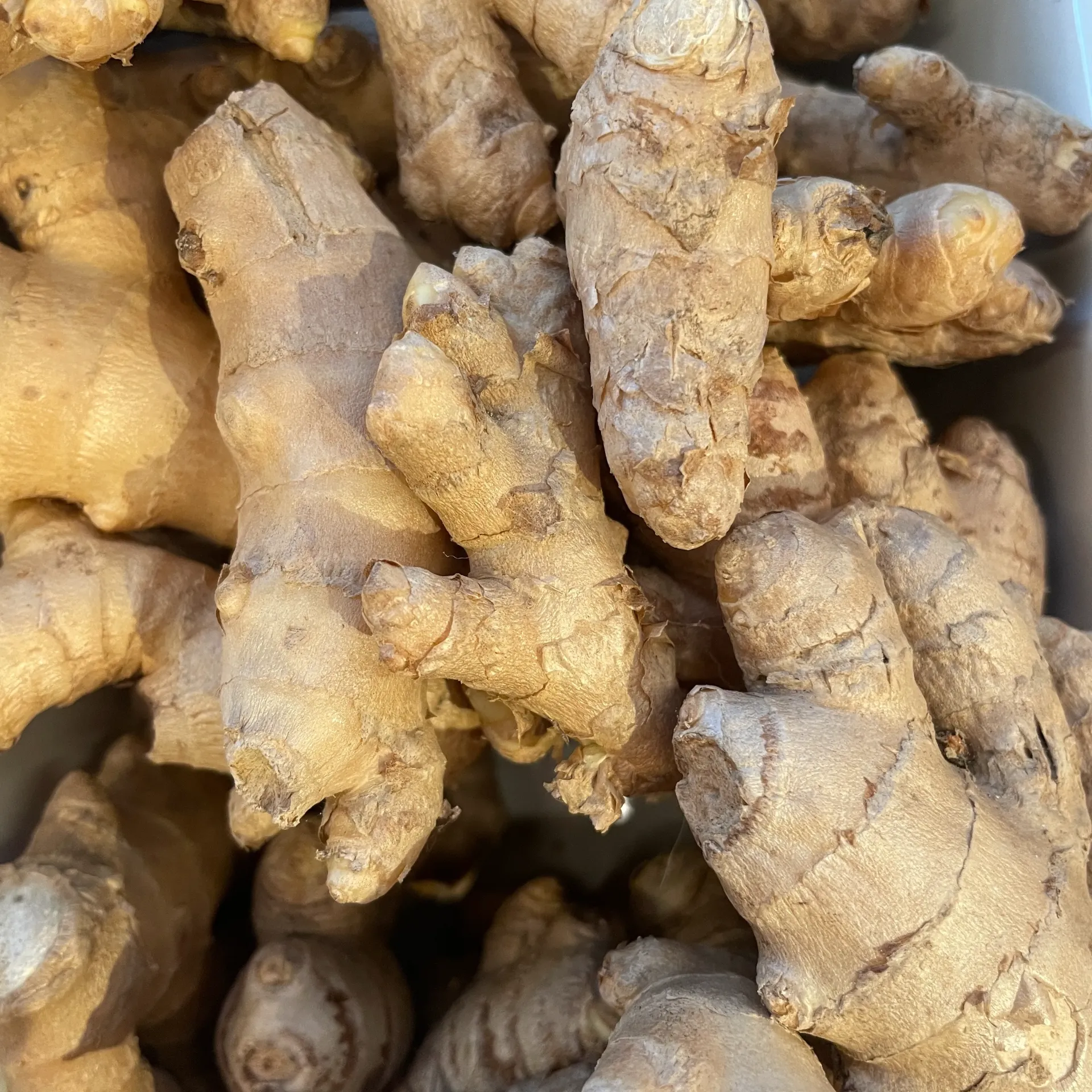 GINGEMBRE bio — Perou