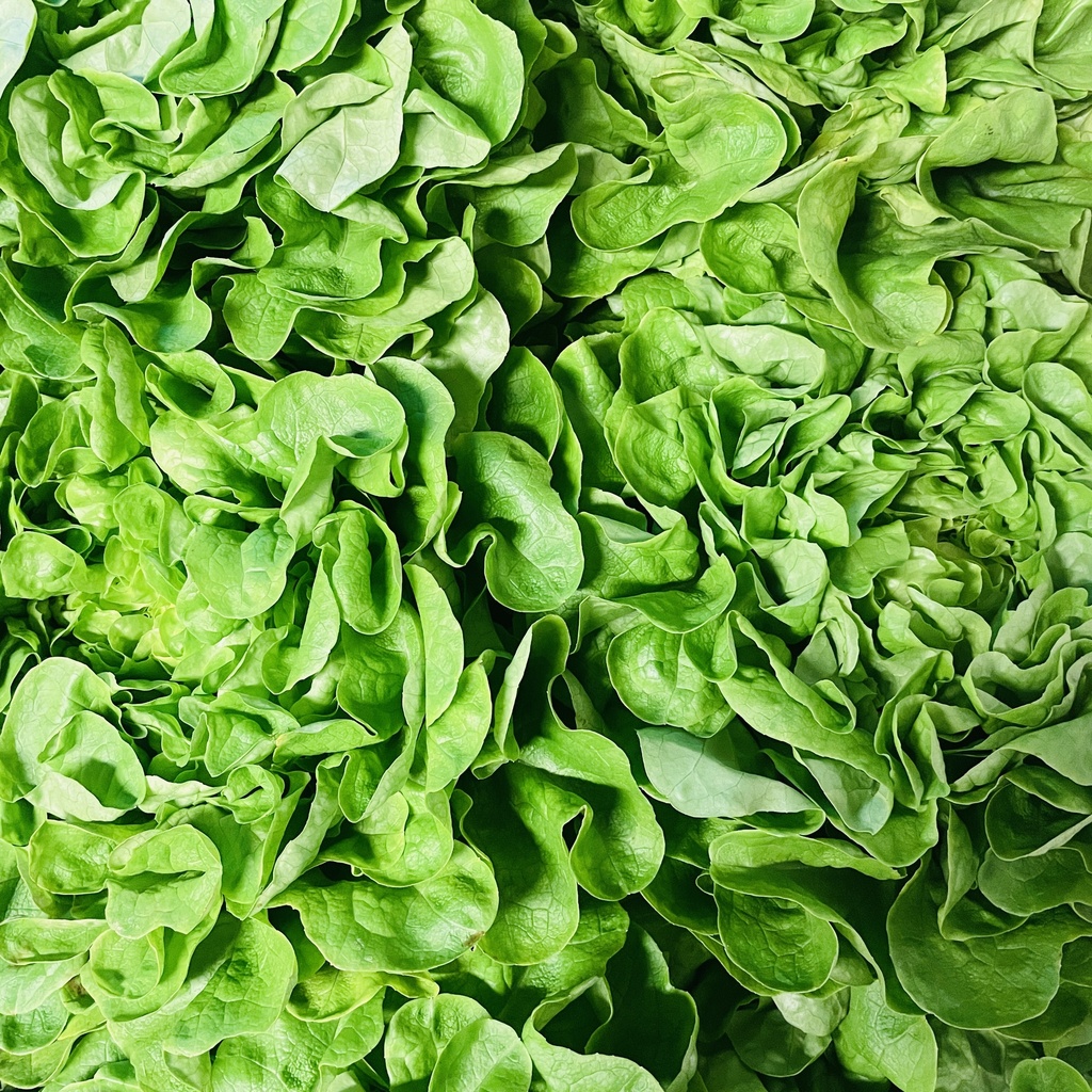 SALADES DIVERSES  — Jarno Claeys, Pittem, West-Vlaanderen 