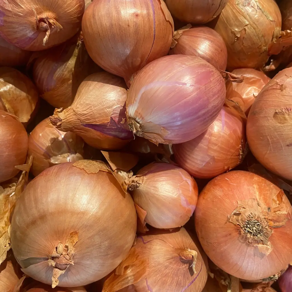 OIGNONS ROSES BIO AOP  — Roscoff, Finistère