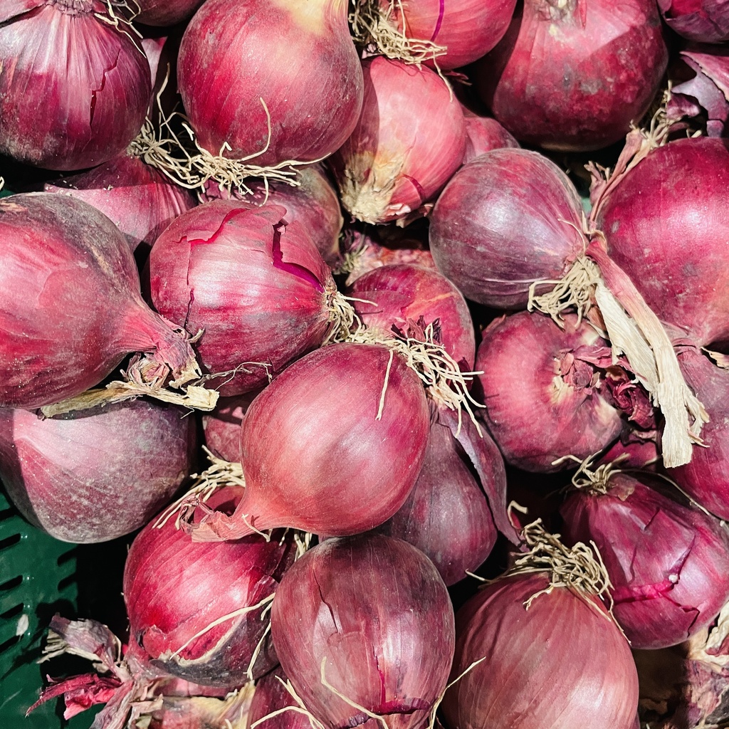 OIGNON ROUGE BIO  —  Ferme hoeve Poperinge