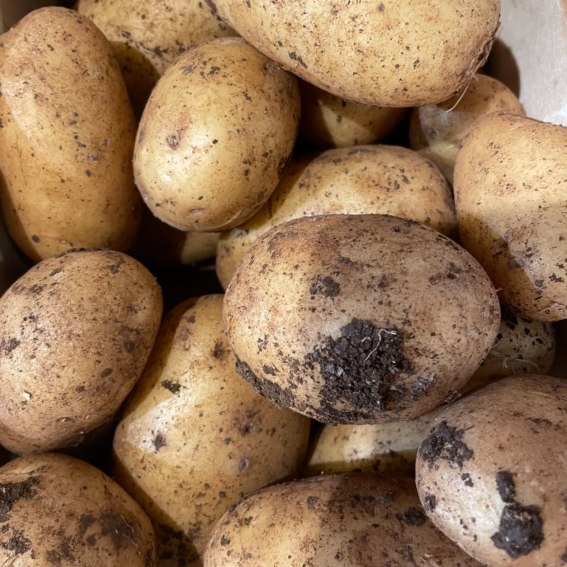 PDT SPUNTA Nouvelle — Italie