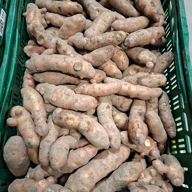 PDT CORNE DE GATTE bio — Koolmees, Ichtegem, West-Vlaanderen