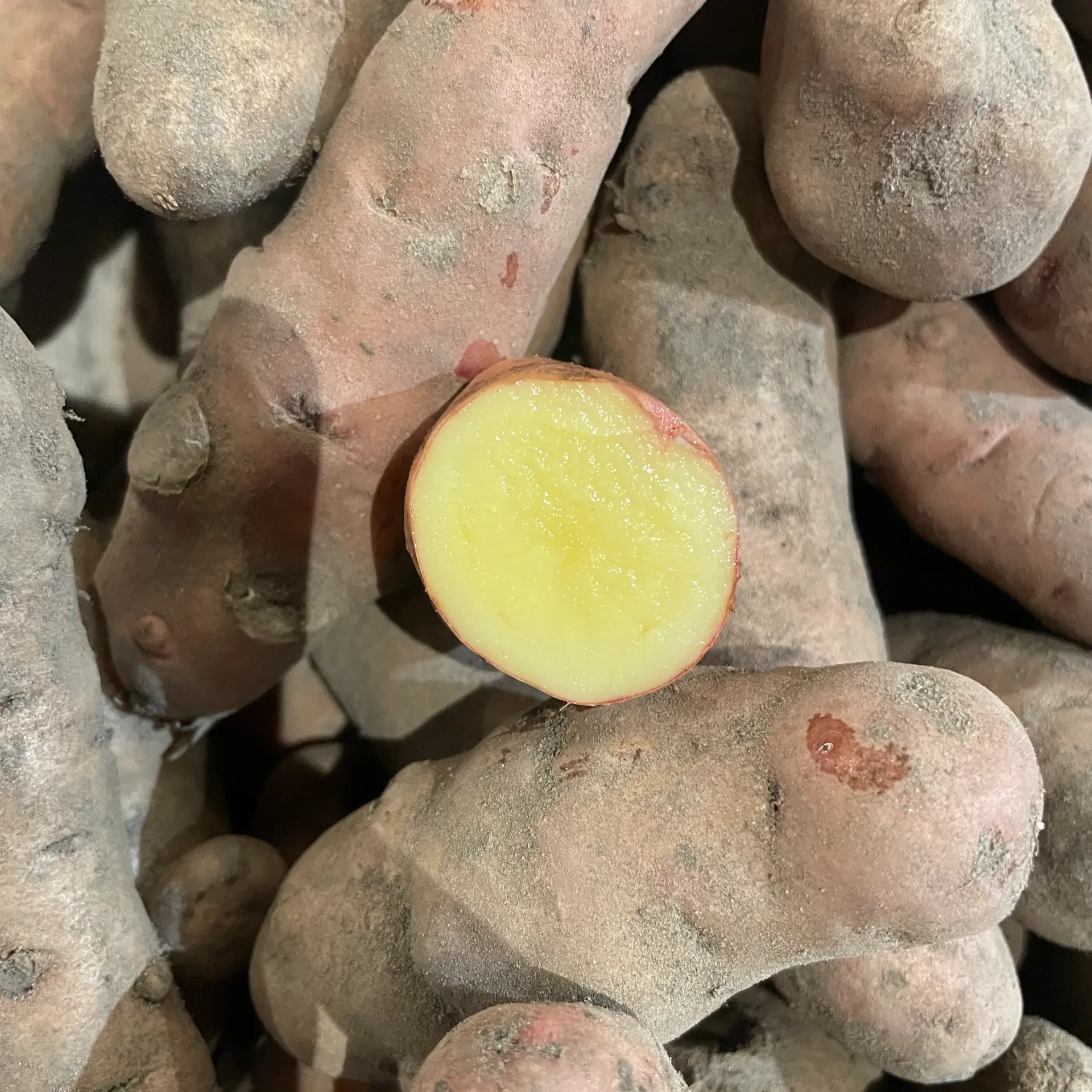 PDT CORNE DE GATTE bio — Koolmees, Ichtegem, West-Vlaanderen