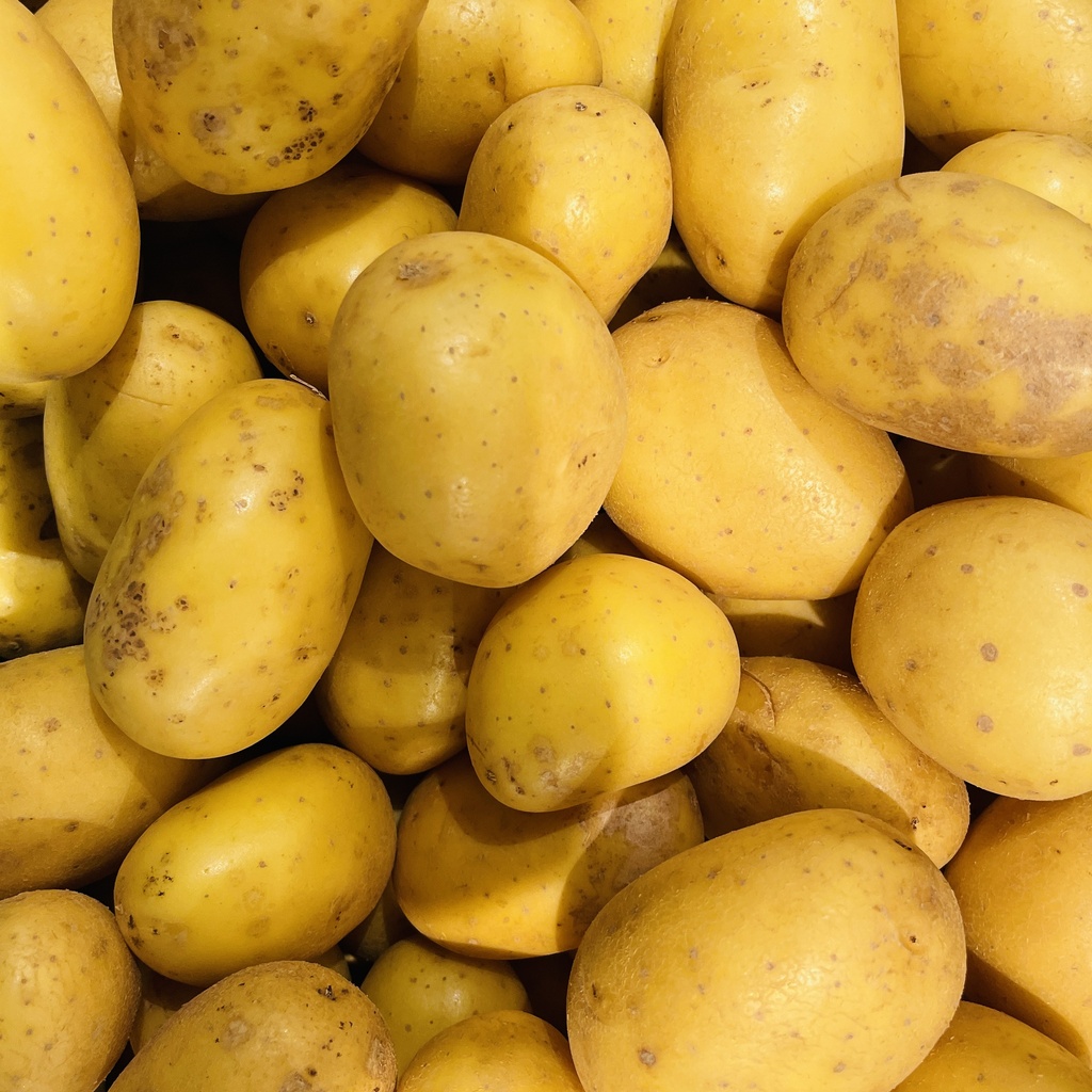 PDT REGINA —  Blondie, Lesquin