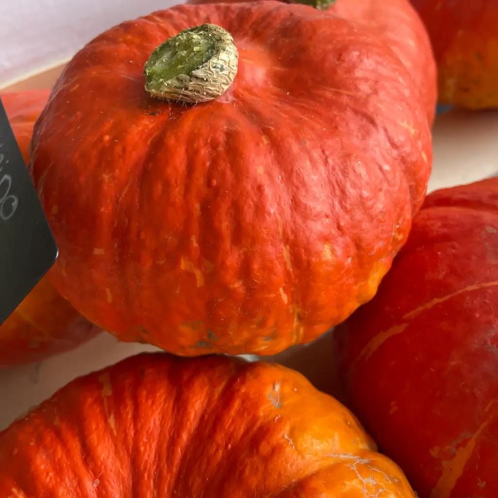 COURGE POTIMARRON OKAIDO bio  — De Blauwe Spie, Lo-Reninge, Westhoek