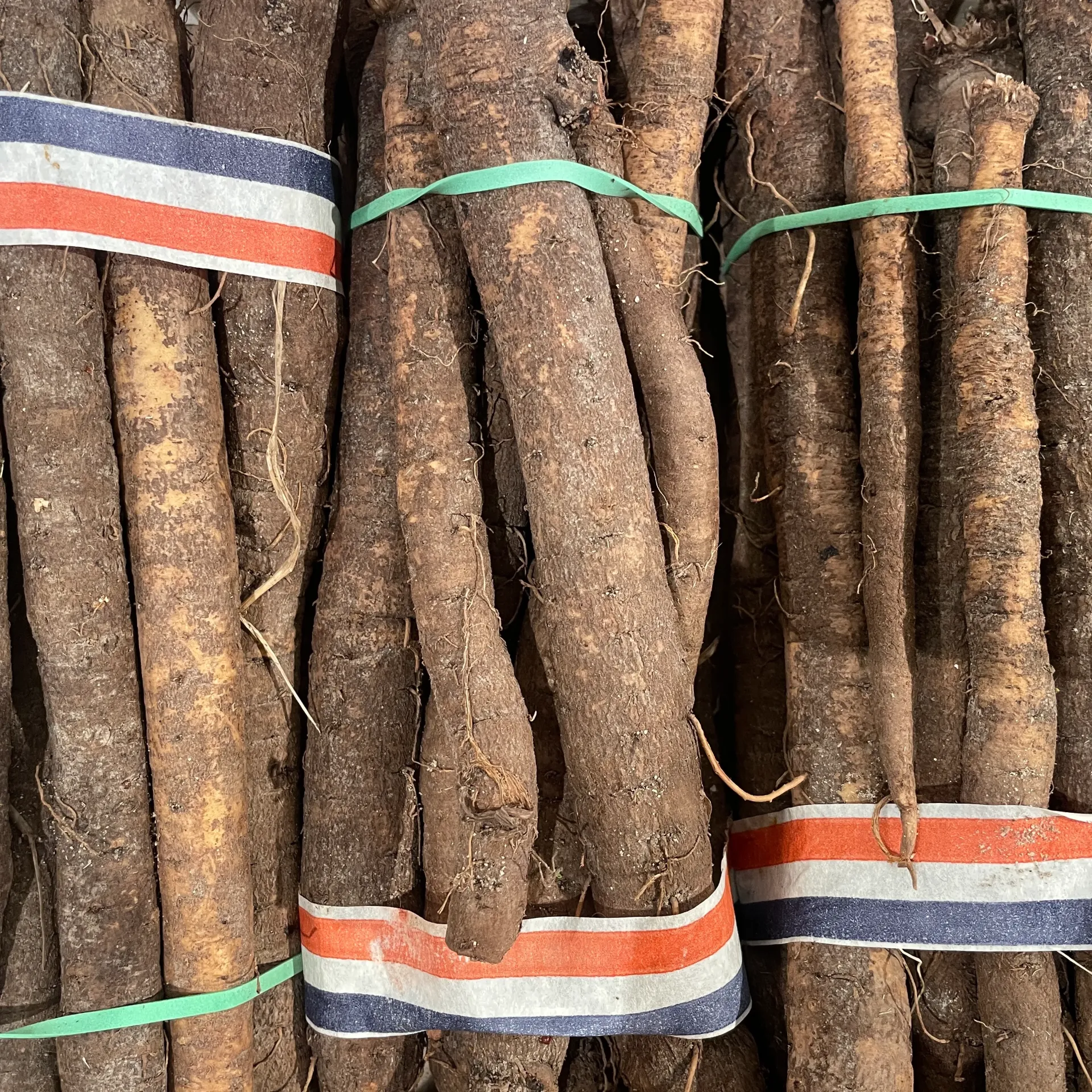 SALSIFI — Belgique