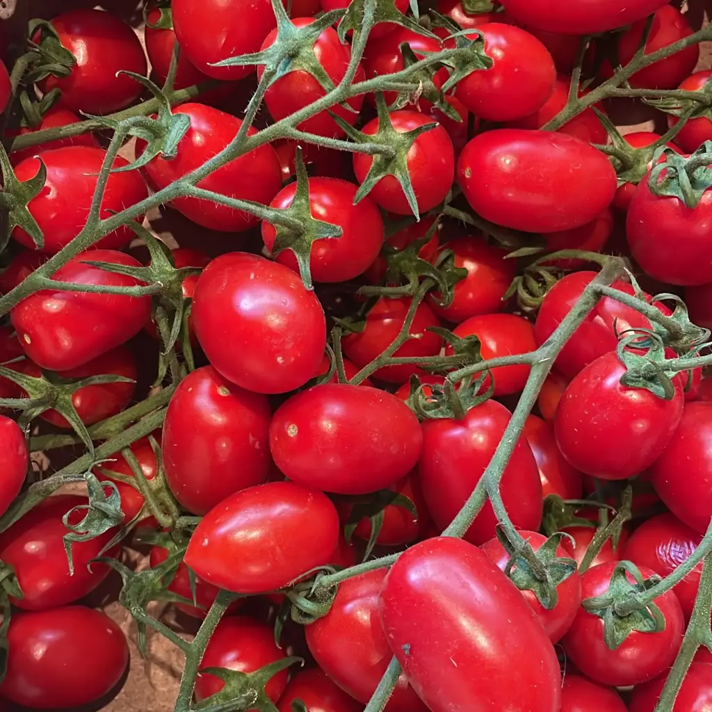 TOMATES DATTERINO bio — Giorgio Battaglia, Comiso, Sicile