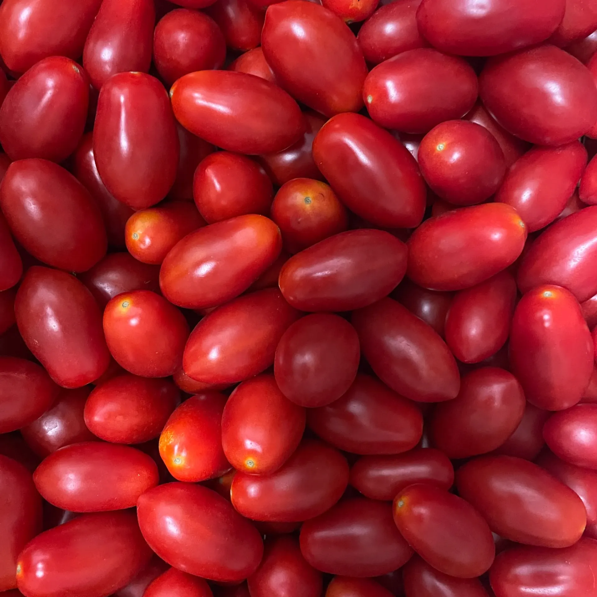 TOMATES DATTERINO bio — Giorgio Battaglia, Comiso, Sicile