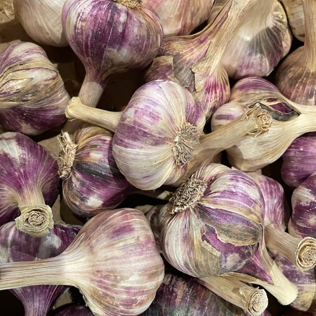 Ail de Piolenc frais - France