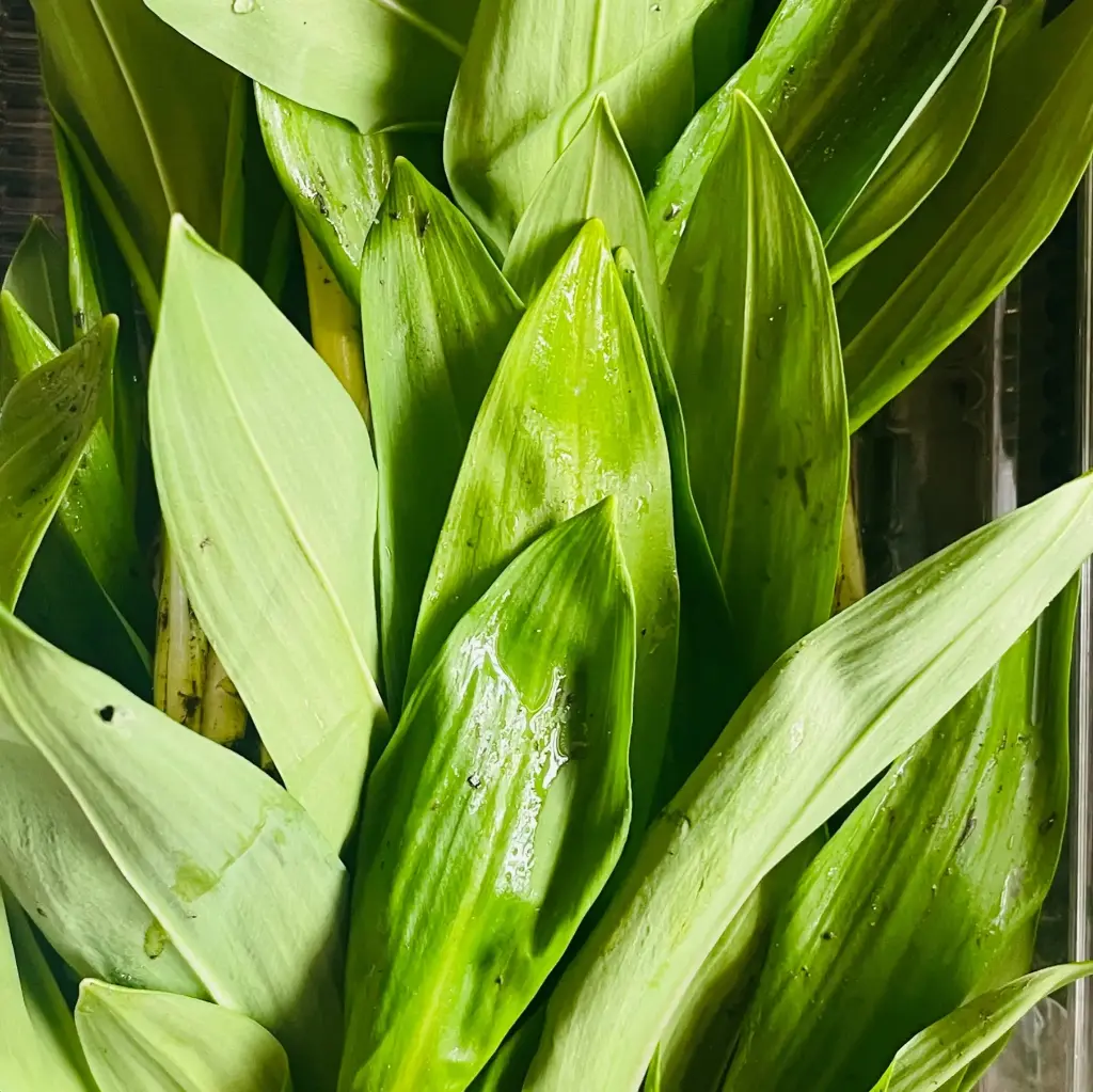 AIL DES OURS — France