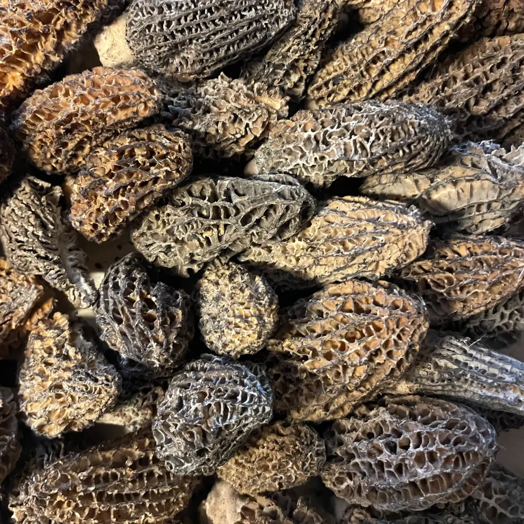 MORILLE SAUVAGE — France