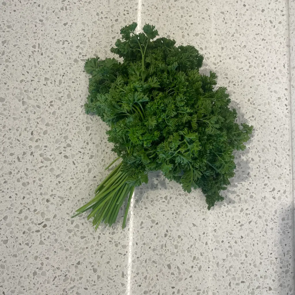 PERSIL FRISE EN BOTTE  — France