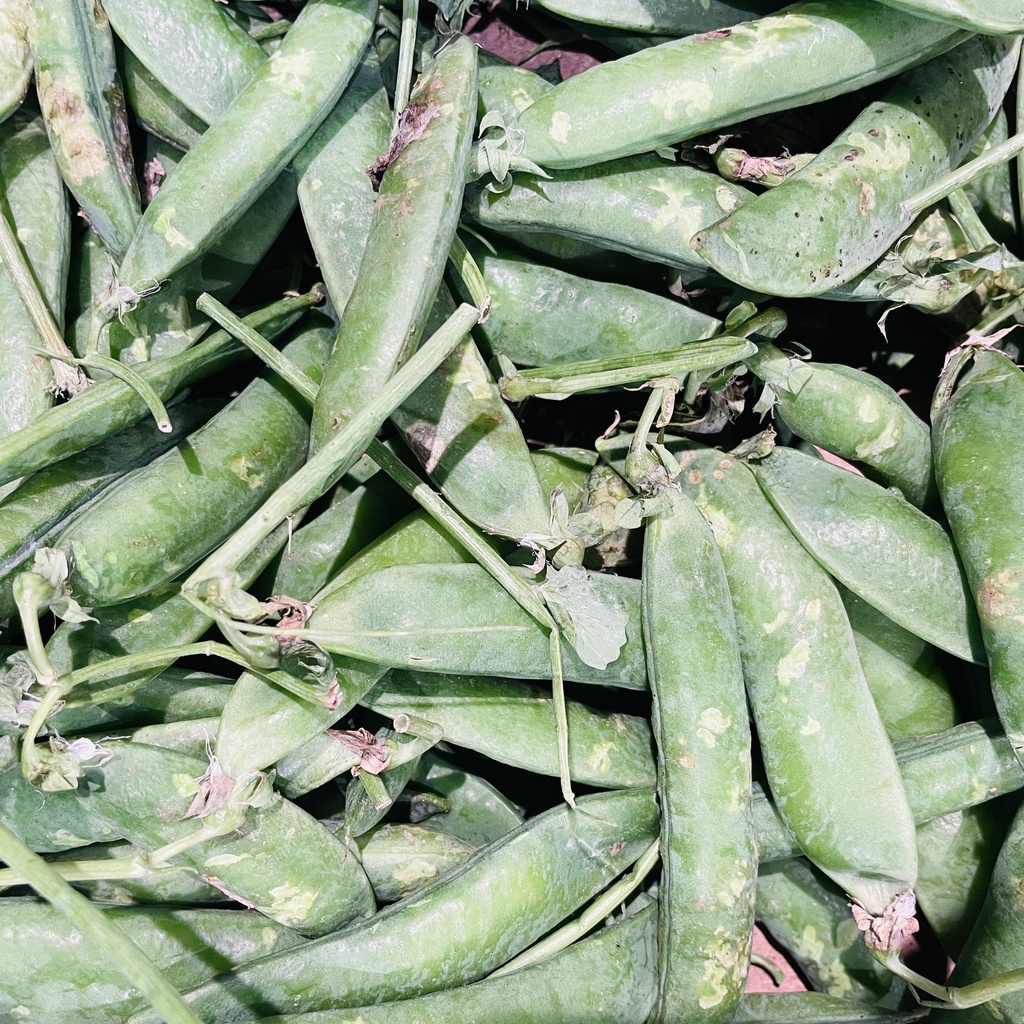 Petits Pois - Italie