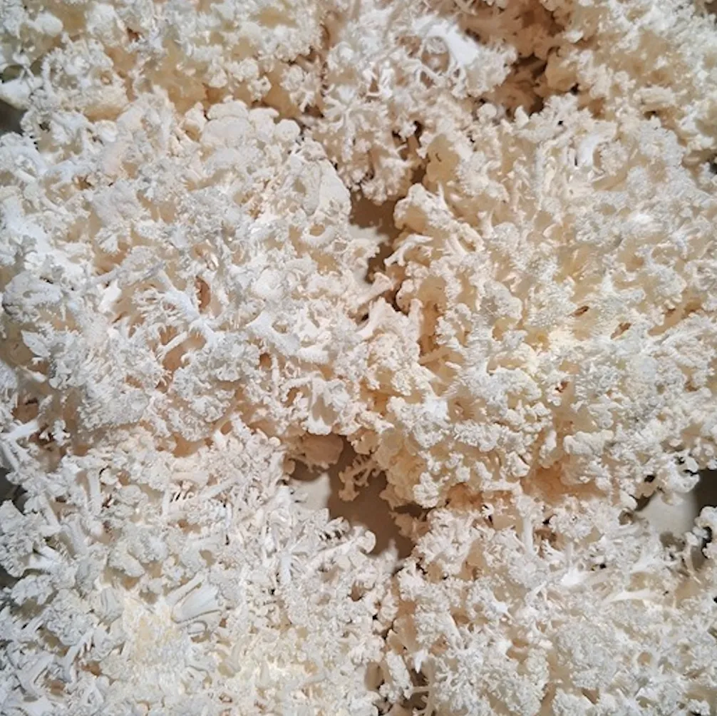 CLAVAIRE À CRÈTE bio — Padoo