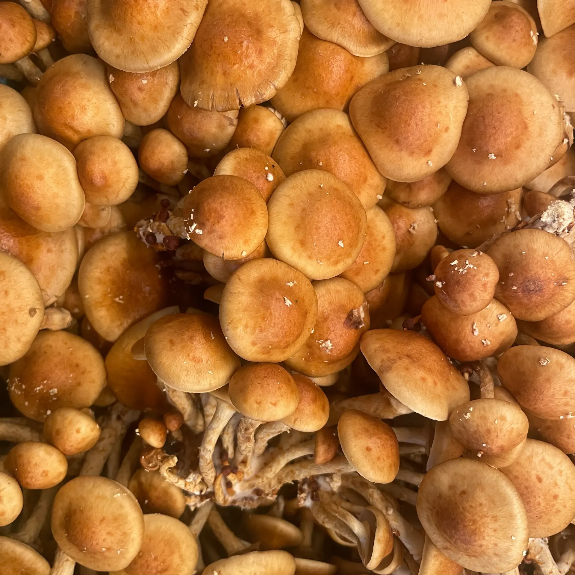 NAMEKO — Pleunis Koert