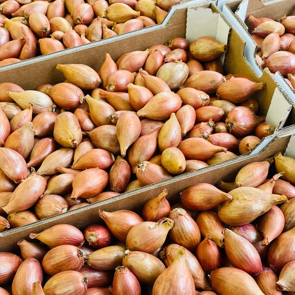 Echalote au Couteau - France