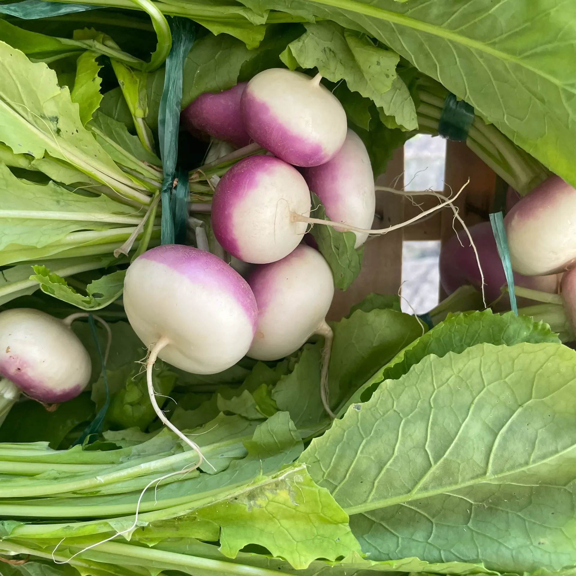 NAVETS Primeur en botte — France