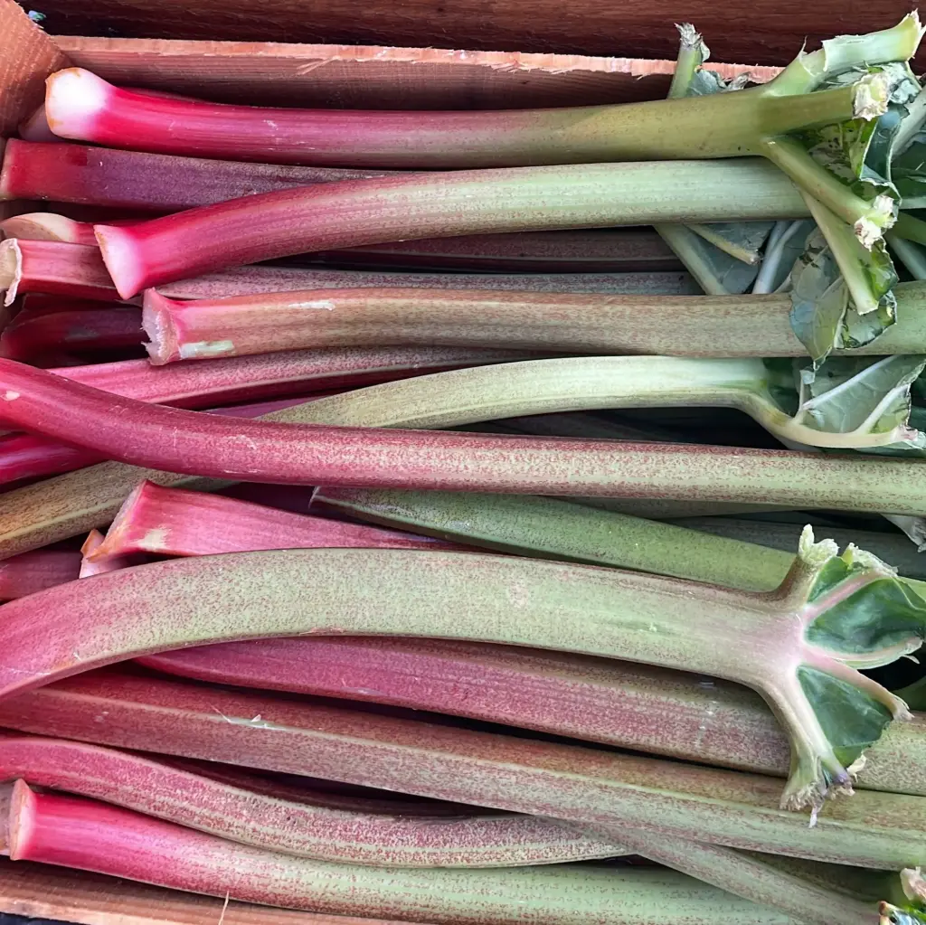 Rhubarbe - France