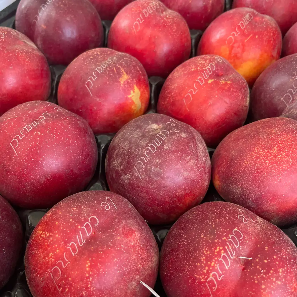 Peche Jaune - Chambert