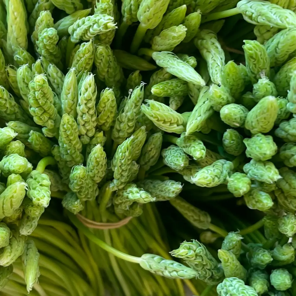ASPERGE Sauvage — France