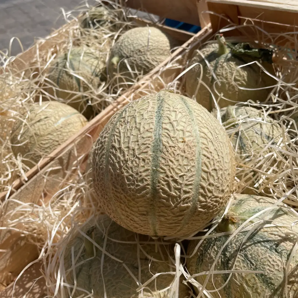 MELON CHARENTAIS 12Q