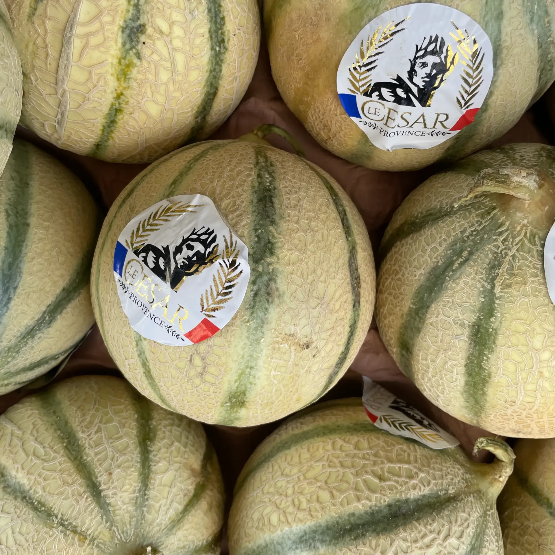 MELON Charentais 12Q — César, Provence