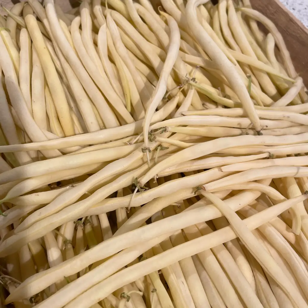 HARICOT BEURRE — France