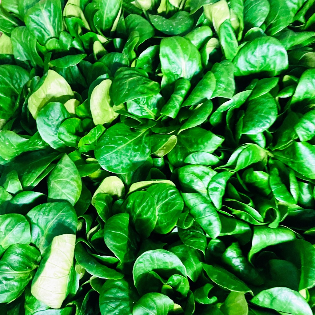 SALADE DE BLE / MACHE — Groen-lof