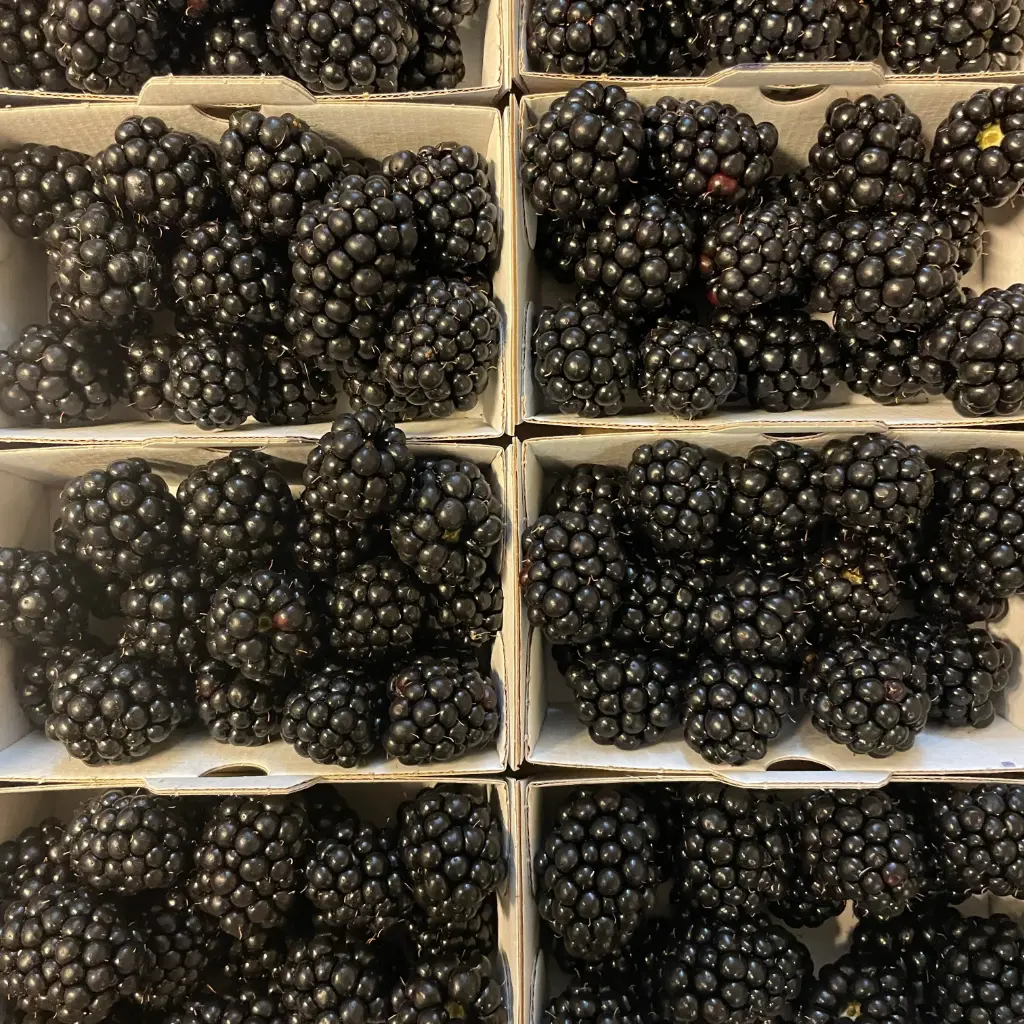 MURE — Boissieras, Juillac, Corrèze